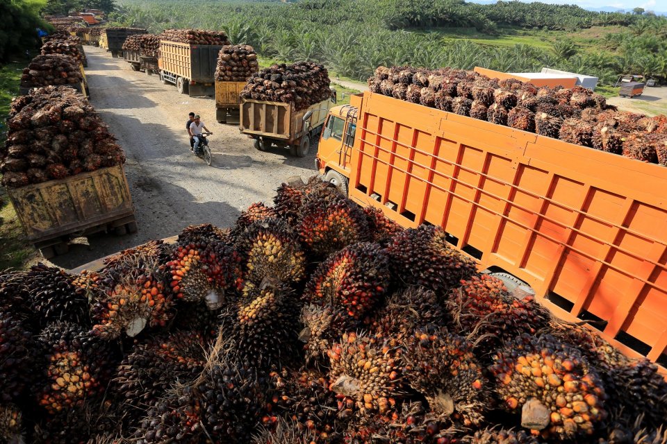 ekspor kelapa sawit