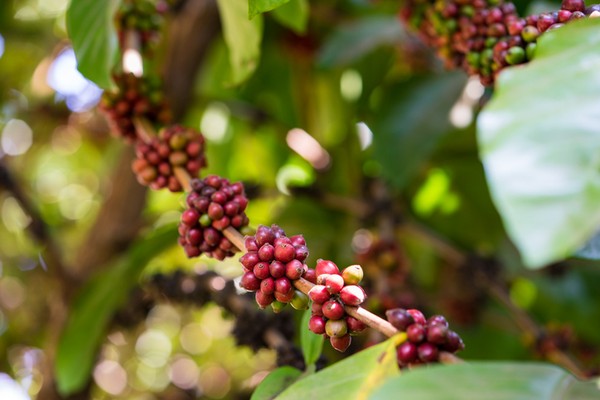 jenis kopi indonesia
