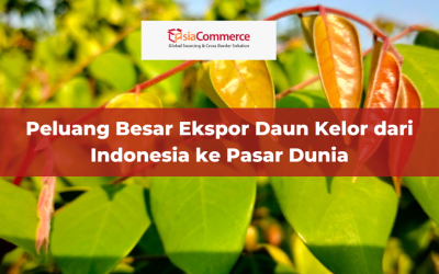 Peluang Besar Ekspor Daun Kelor dari Indonesia ke Pasar Dunia