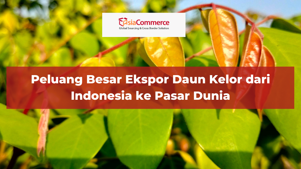 Peluang Besar Ekspor Daun Kelor dari Indonesia ke Pasar Dunia