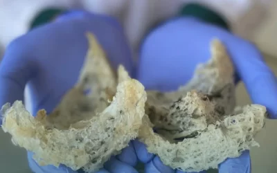 Solusi Ekspor Sarang Burung Walet 2026: Langkah Pemerintah dan Tips UMKM Garap Rantai Pasok